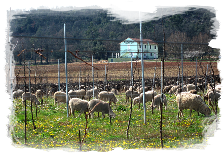 Wine tourism and accommodation in the Abbey of Saint Hilaire