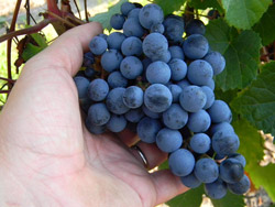 Vendanges à la main