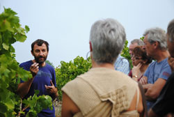 Visites de la cave et du vignoble pour l'oenotourisme