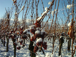 Vendanges Tardives pour l'oenotourisme