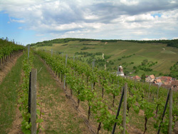 Vignoble pour l'oenotourisme à Zinnkoepfle