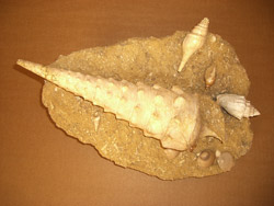 fossilized shells of Campanils Giganteum