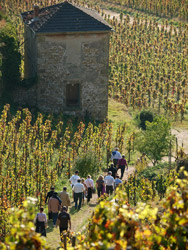 Visite guidée du vignoble