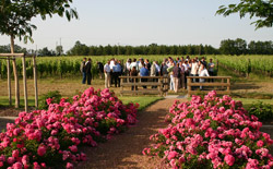 Vineyard for wine tourism