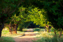 Garden for wine tourism