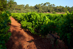 Vineyard for wine tourism