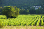 Vignoble pour l'oenotourisme