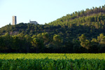 Vineyard for wine tourism