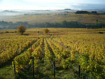 The vines are involved in the beauty of landscapes