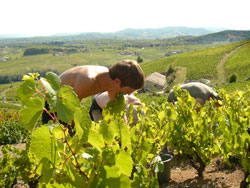 Les oenotouristes aiment participer aux vendanges