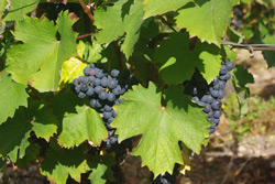 The wine tourism discovers organic cultivation of the Pineau d'Aunis
