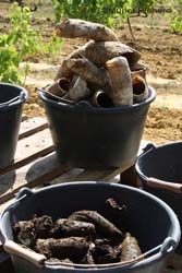 horn manure preparation