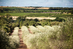 Vines and olive trees for wine tourism