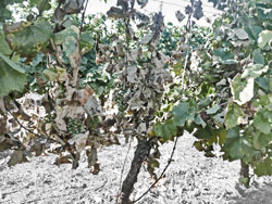 Esca on a vine of Chardonnay July 21, 2007