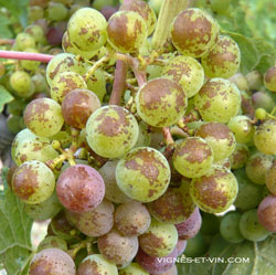 Chemical burns on berries