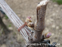 Budbreak