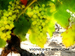 Grape of Ugni blanc