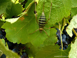 Favoriser l'effet terroir