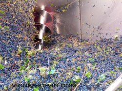 Vis sans fin du conquet de réception des vendanges