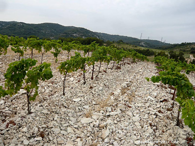 Arride stony ground in the area of Lirac (South of France)