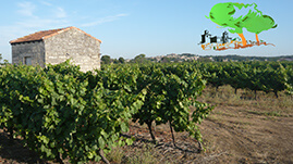 vignoble de Gallargues-le-Montueux