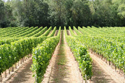 Trellised vines in Bordeaux AOC