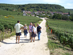 Learning on the Champagne vineyards