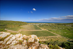 Overview on the vineyard of l'Hospitalet