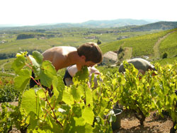 wine Tourists likes to participate to grapes harvest