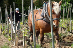 observe a vineyard to buy good wine