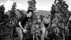 A vineyard for wine tourism